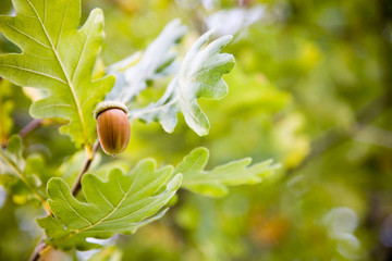 Acorn © Kati Finell