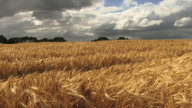 Gerste Feld Wolken Getreide
