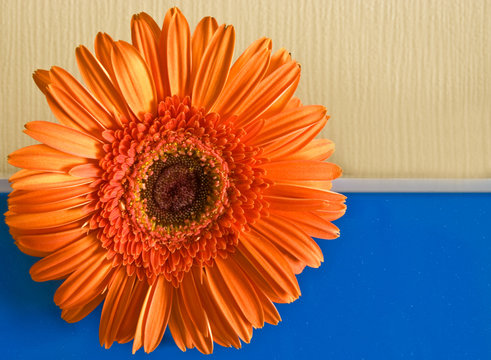 Orange flower on the yellow-dark blue background