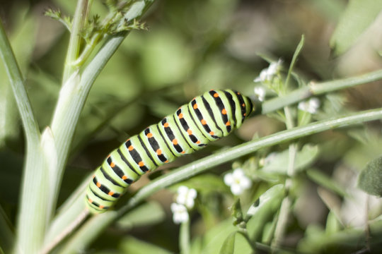 Oruga