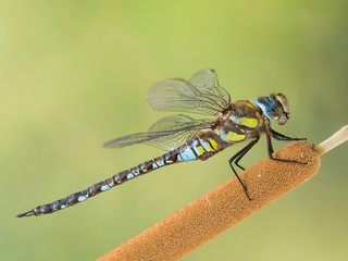 Aeshna Mixta