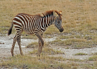 Fototapeta na wymiar Junges Zebra, Kenia