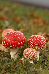 Three toadstools in the grass