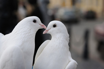 Wedding pigeons