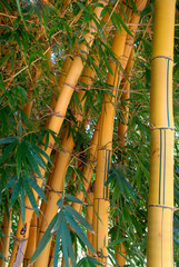 Fototapeta na wymiar bambù