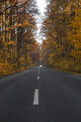 Fototapeta premium road in forest