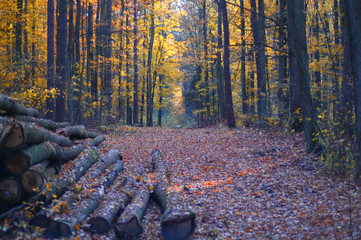 Obraz premium road in forest