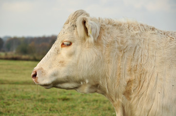 Charolais Kuh