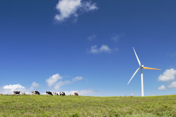 Cows grazing next to a wind turbine