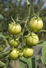 Green tomato