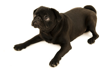 lieb schauender mops