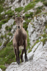 Alpine Ibex