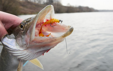 Northern pike mouth