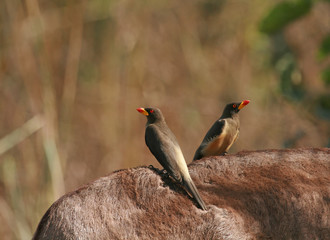 Yellow-billed Oxpeckers on Donkey