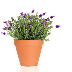 Naklejka na ściany i meble Lavender Jurek roślin