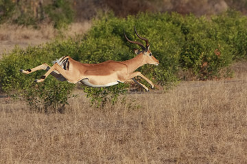 Impala Jump