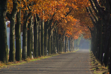 Allee im Herbst - avenue in fall 03