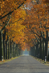 Fototapeta premium Allee im Herbst - avenue in fall 06