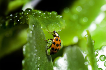 Fototapeta premium Marie