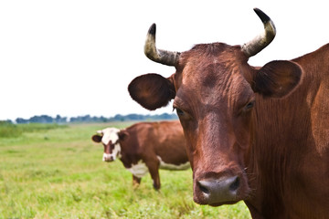 Naklejka premium Cow
