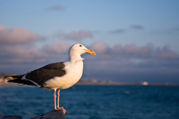 Fototapeta na wymiar Seagull at Sunset