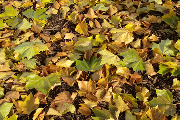 Hintergrund Jahreszeit HERBST