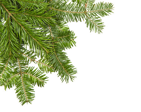Christmas pine