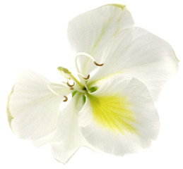 Naklejka na ściany i meble bauhinia blanc fleur arbre-orchidée fond blanc