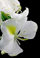 Fototapeta na wymiar bauhinia blanc fleur arbre-orchidée fond noir