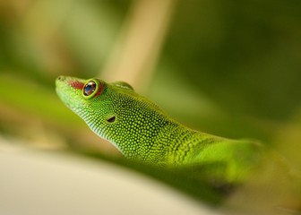 lezard vert de Madagascar