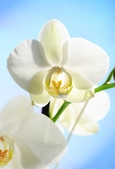 himmelblaue orchidee
