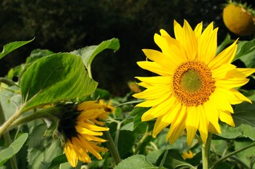Obraz premium Sunflowers