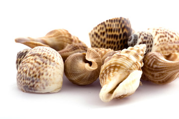 Sea shell isolated on white