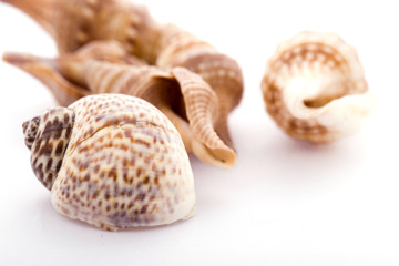 Sea shell isolated on white