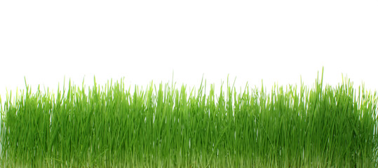 Green grass, isolated.