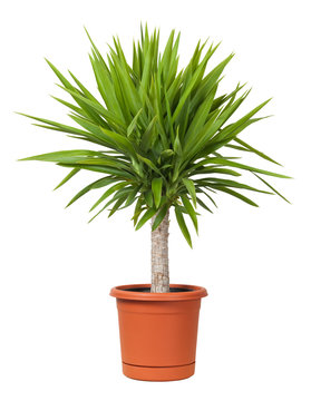 Yucca Potted Plant