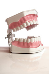 Plastic dental teeth isolated jn white background