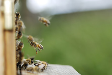 Bienen vor Bienenstock