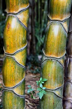 Bambous rares