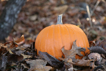 Farm scene with a pumpkin laying in a field