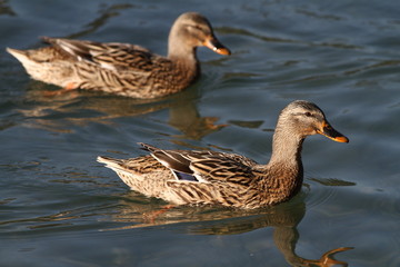 Anas platyrhynchos 11