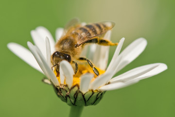 bee