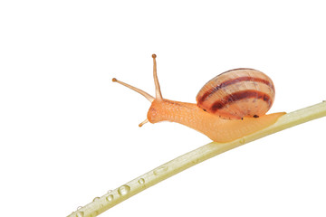 Snail walking on a leaf isolated against white background