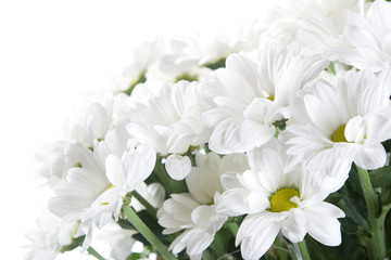 white Chrysanthemum