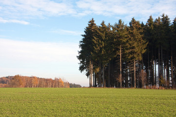 Herbstwald