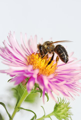 Honeybee at an aster