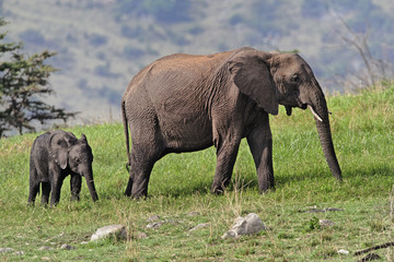 Naklejka na ściany i meble African elephant with young the Serengeti NP in Tanzania.
