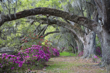 Live Oaks and colorful azaleas in Charleston South Carolina.