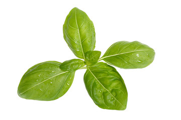 Fresh Basil