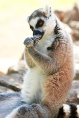 lemur monkey washing itself